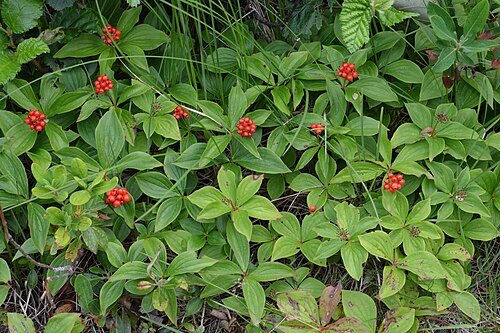 Canadian bunchberry: Bunchberry ( Cornus canadensis ) in King's Cove, Newfoundland and Labrador, Canada.