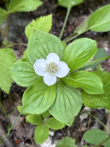 Canadian bunchberry