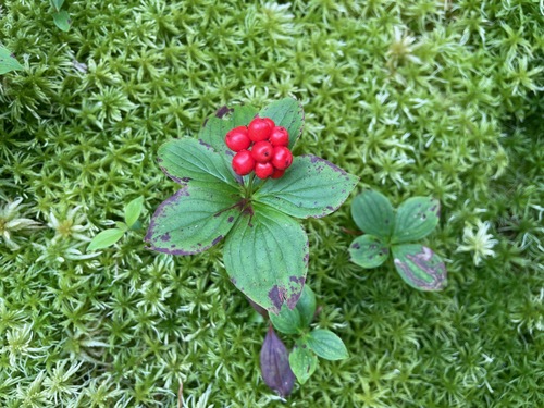 Canadian bunchberry (Cornus canadensis)
