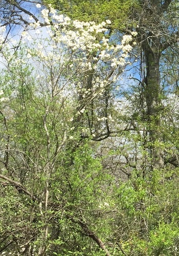 Flowering dogwood (Cornus florida)