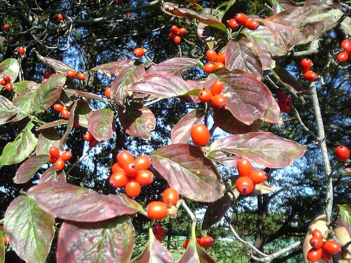 Flowering dogwood: That it seems that the tree shape of Flowering Dogwood of autumn is red, berries. As for the leaf, autumn colors have begun.