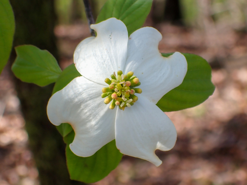 Flowering dogwood (Cornus florida)