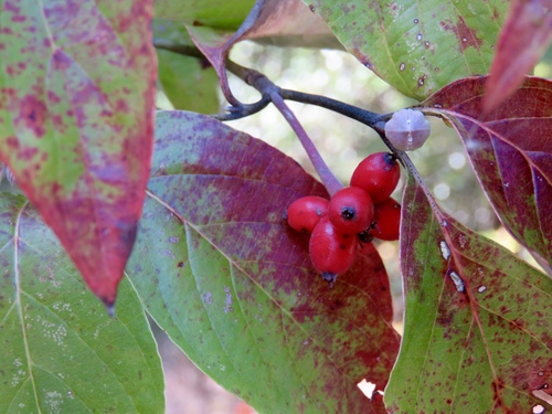 Flowering dogwood (Cornus florida)