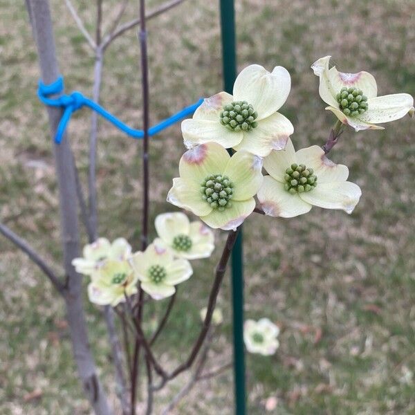 Flowering dogwood (Cornus florida)