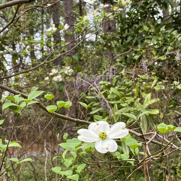 Flowering dogwood (Cornus florida)
