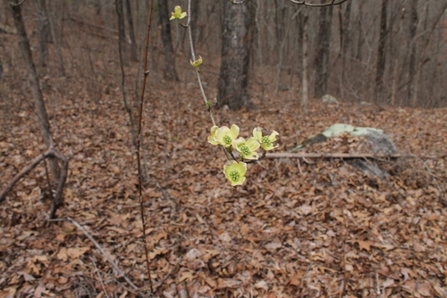 Flowering dogwood (Cornus florida)