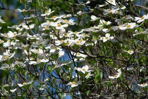 Flowering dogwood (Cornus florida)