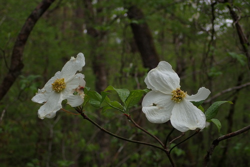 Flowering dogwood