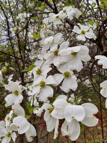 Flowering dogwood (Cornus florida)