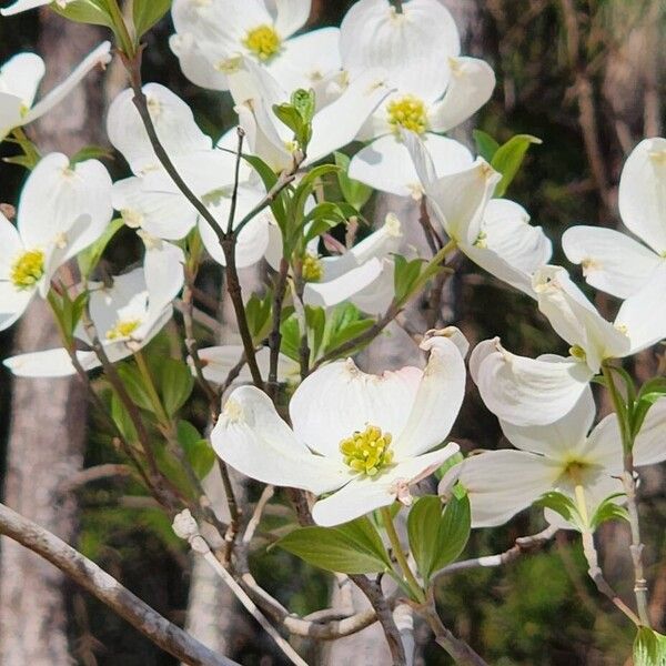 Flowering dogwood (Cornus florida)