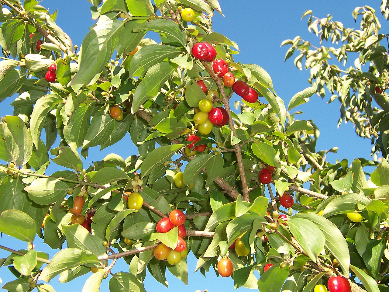 Cornelian cherry: fruits of Cornus mas photgraphed in public gardens of Saint-Pierre-le-Moutier