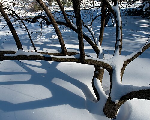 Cornelian cherry: Cornus mas