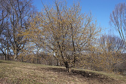 Cornelian cherry: Cornus mas