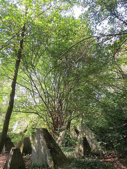 Cornelian cherry: Kornelkirsche ( Cornus mas ) und Höckerlinie am Winterberg in Sankt Arnual