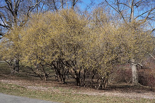 Cornelian cherry: Cornus mas
