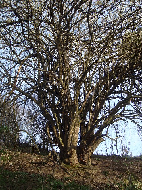 Cornelian cherry: Vzrostlý dřín obecný v Podkomorských lesích