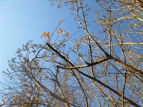 Cornelian cherry: Kornelkirsche ( Cornus mas ) an der Berlinallee in Hockenheim