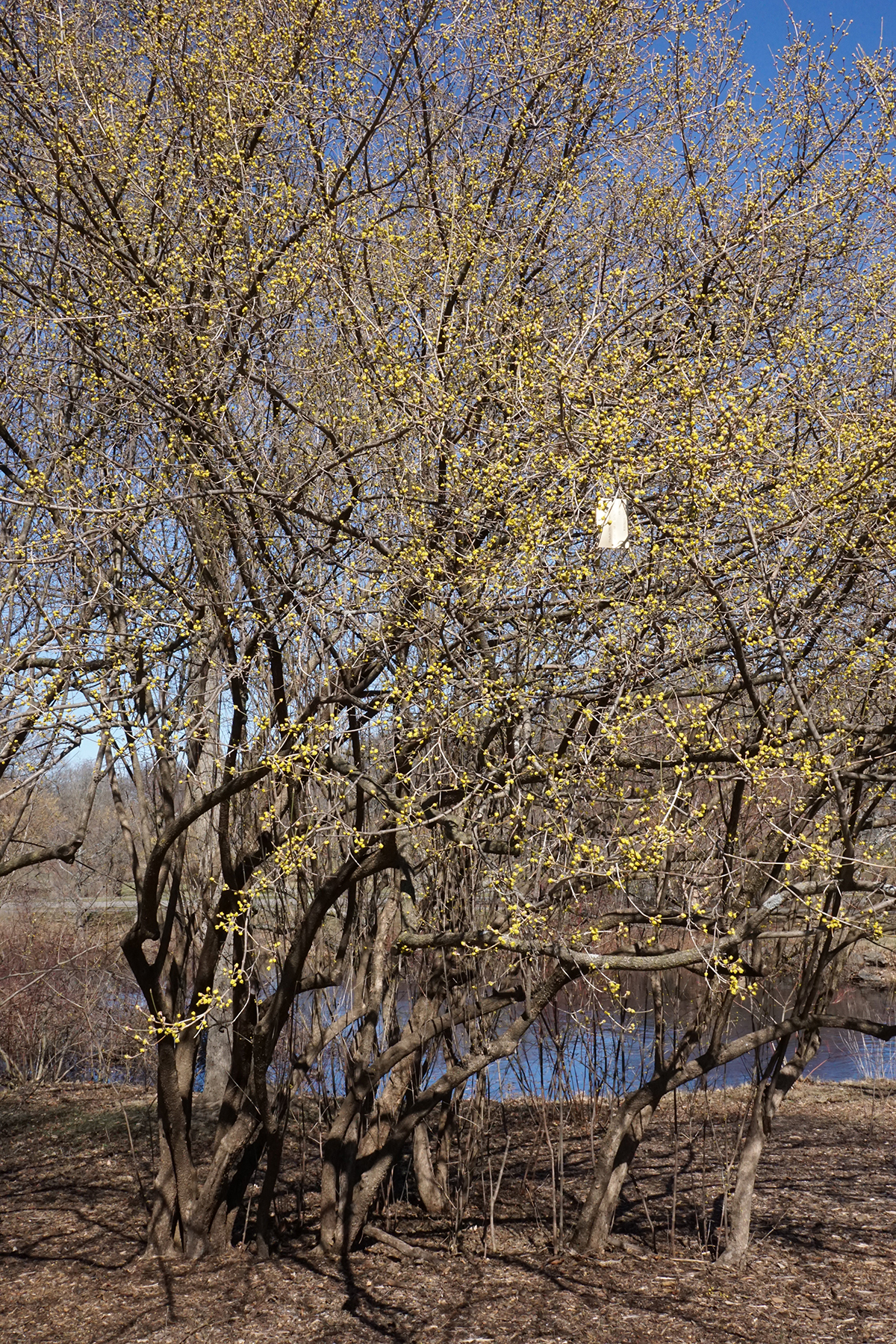 Cornelian cherry: Cornus mas