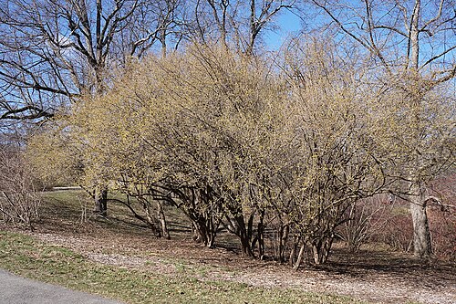 Cornelian cherry: Cornus mas