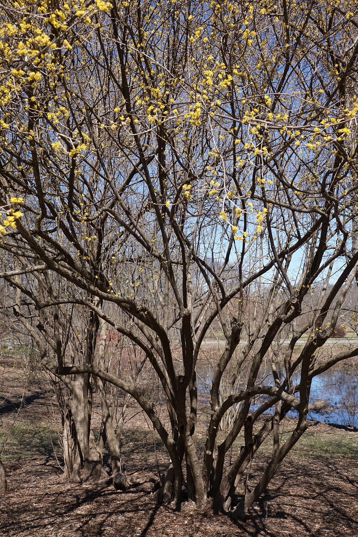 Cornelian cherry: Cornus mas