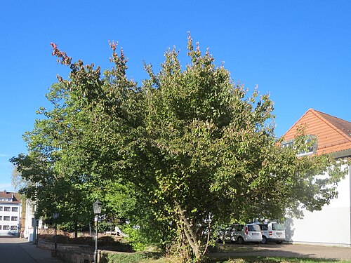 Cornelian cherry: Kornelkirsche ( Cornus mas ) in St. Ingbert