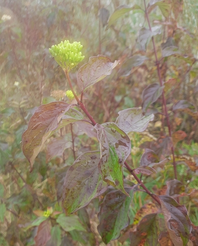 Bloodtwig dogwood (Cornus sanguinea)