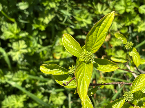 Bloodtwig dogwood (Cornus sanguinea)