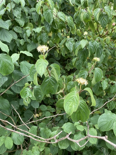 Bloodtwig dogwood (Cornus sanguinea)