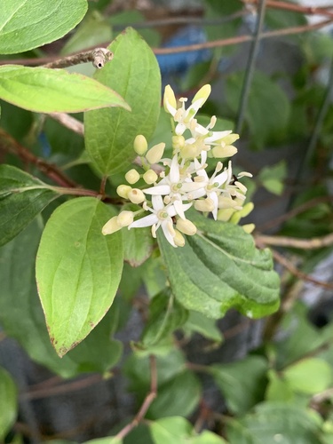 Bloodtwig dogwood (Cornus sanguinea)