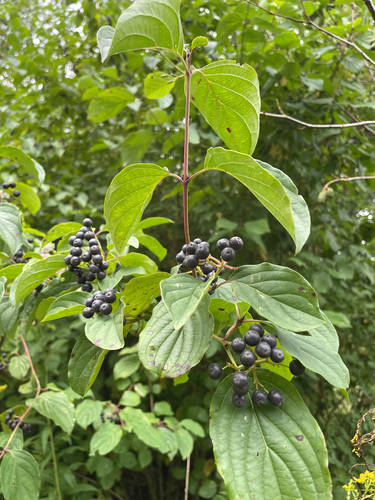 Bloodtwig dogwood (Cornus sanguinea)