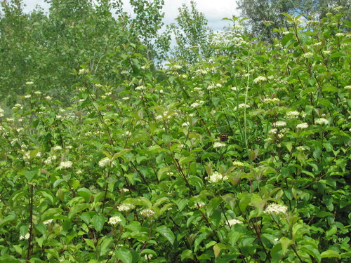 Bloodtwig dogwood (Cornus sanguinea)