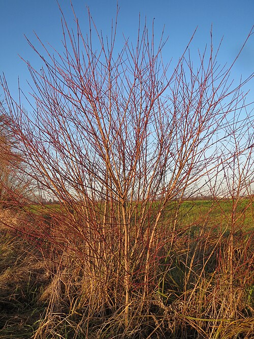 Bloodtwig dogwood: Hartriegel ( Cornus sanguinea ) im Hockenheimer Rheinbogen