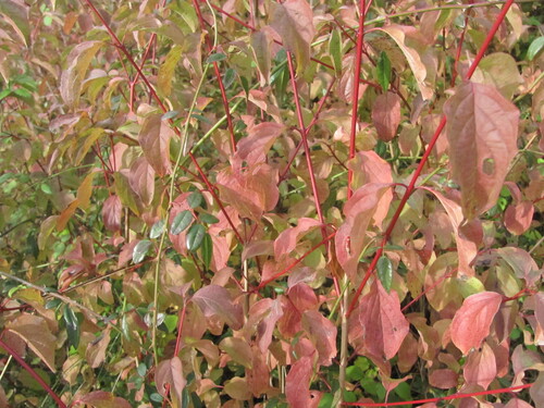 Bloodtwig dogwood (Cornus sanguinea)