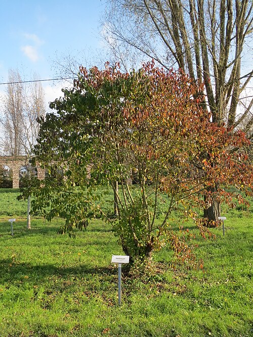 Bloodtwig dogwood: Hartriegel ( Cornus sanguinea ) bei Schwetzingen