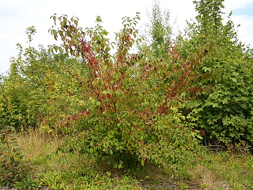Bloodtwig dogwood: Schurenbachhalde in Essen