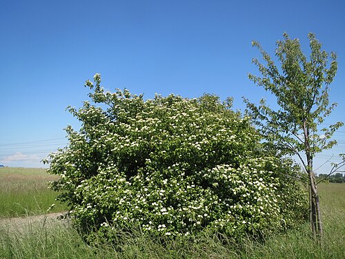 Bloodtwig dogwood: Hartriegel ( Cornus sanguinea ) im Hockenheimer Rheinbogen