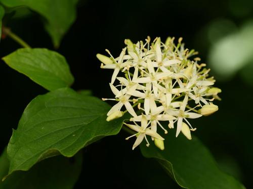 Bloodtwig dogwood (Cornus sanguinea)