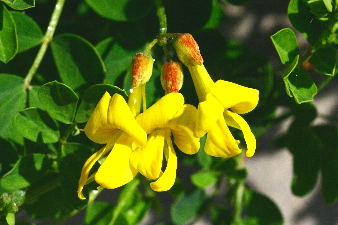 Coronilla coronata: Cornetta coronata (Coronilla coronata) - Sedico, località Triva (BL - Italy), 330 m s.l.m. - Aprile 2007