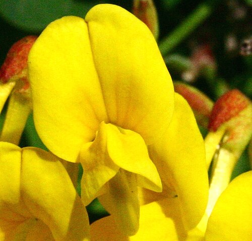 Coronilla coronata: Coronilla_coronata (Cornetta coronata) Località : Pasa, Sedico (BL), 356 m s.l.m.