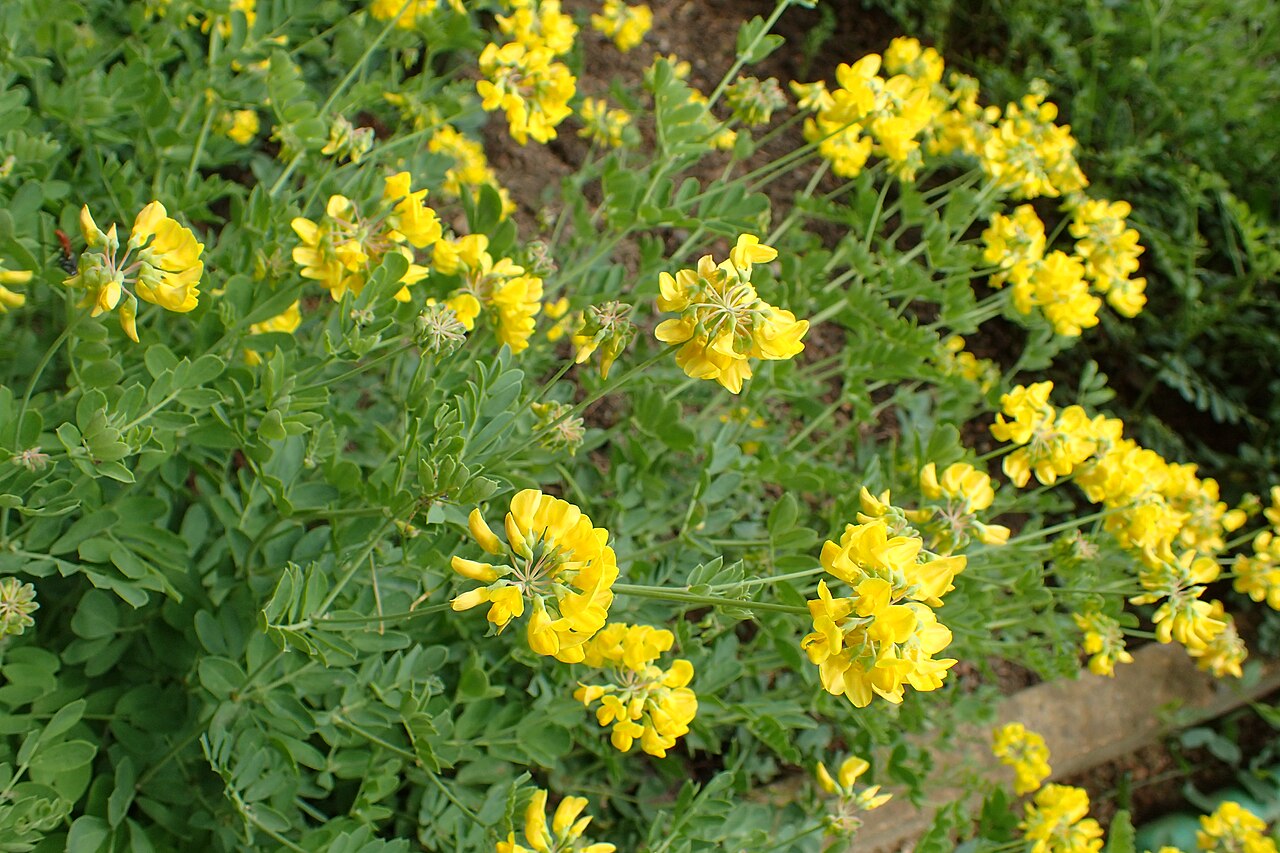 Coronilla coronata: Coronilla coronata in the Botanischer Garten, Berlin-Dahlem