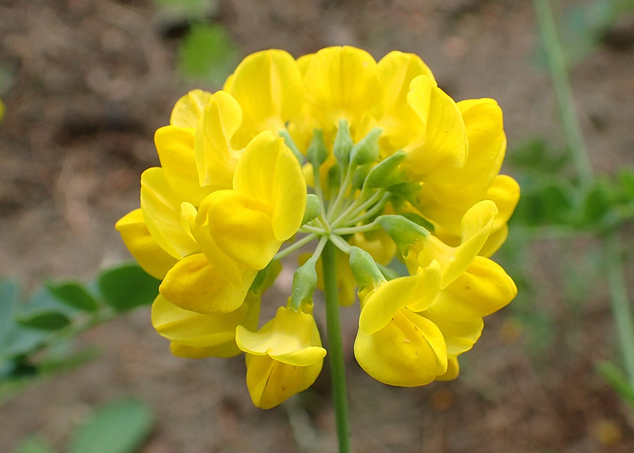 Coronilla coronata: Coronilla coronata in the Botanischer Garten, Berlin-Dahlem