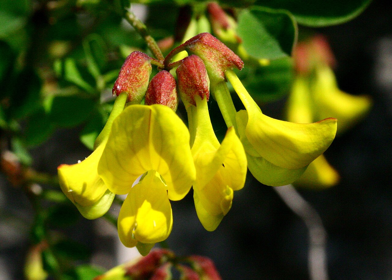 Coronilla coronata: Cornetta coronata (Coronilla coronata) - Sedico, località Triva (BL - Italy), 330 m s.l.m. - Aprile 2007