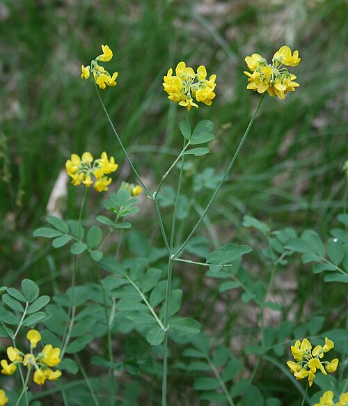 Coronilla coronata: Berg-Kronwicke ( Coronilla coronata ), Hülsenfrüchtler (Fabaceae), Schmetterlingsblütler (Faboideae) - Ungarn/Magyarország/Hungary: Pest megye, Szénás-Hügel bei