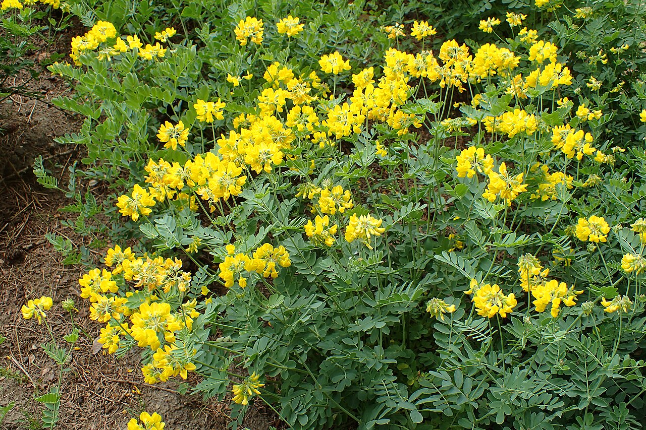 Coronilla coronata: Coronilla coronata in the Botanischer Garten, Berlin-Dahlem