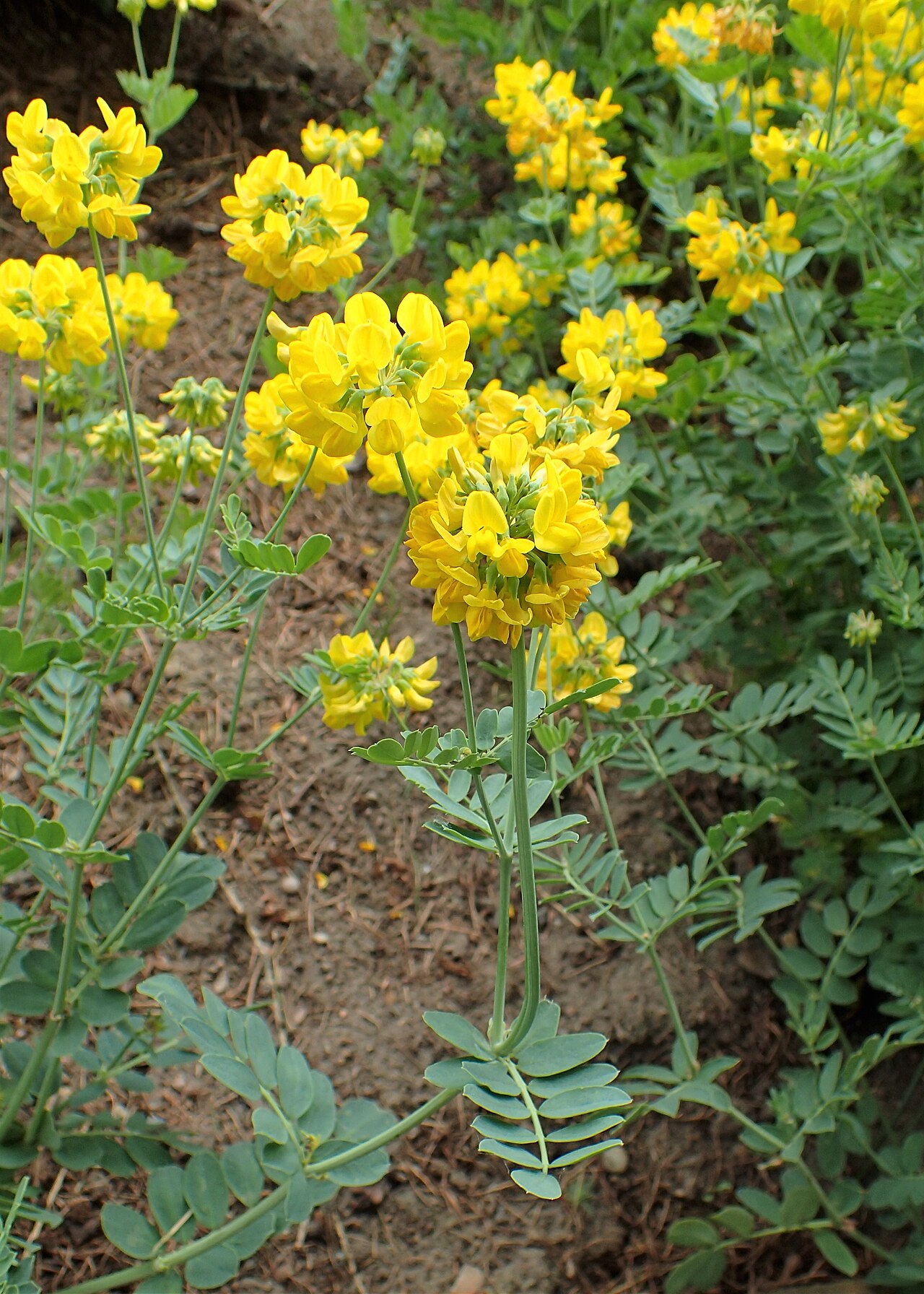 Coronilla coronata: Coronilla coronata in the Botanischer Garten, Berlin-Dahlem