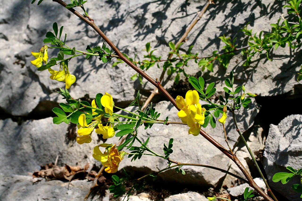 Coronilla coronata: Coronilla_coronata (Cornetta coronata) Località : Pasa, Sedico (BL), 356 m s.l.m.