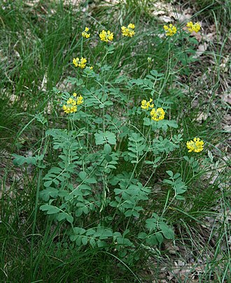 Coronilla coronata: Berg-Kronwicke ( Coronilla coronata ), Hülsenfrüchtler (Fabaceae), Schmetterlingsblütler (Faboideae) - Ungarn/Magyarország/Hungary: Pest megye, Szénás-Hügel bei