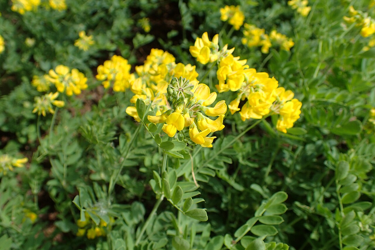 Coronilla coronata: Coronilla coronata in the Botanischer Garten, Berlin-Dahlem
