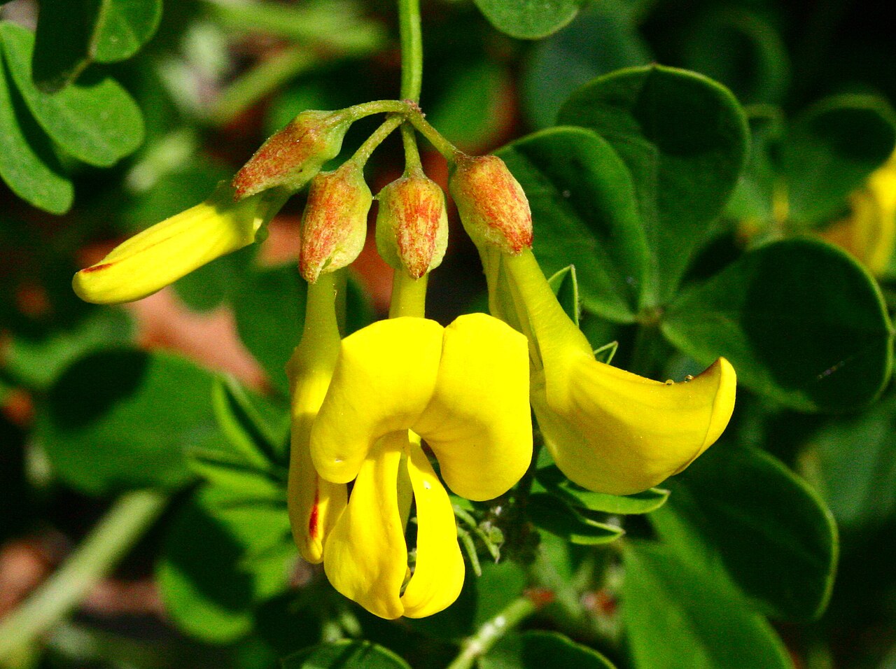 Coronilla coronata: Cornetta coronata (Coronilla coronata) - Sedico, località Triva (BL - Italy), 330 m s.l.m. - Aprile 2007