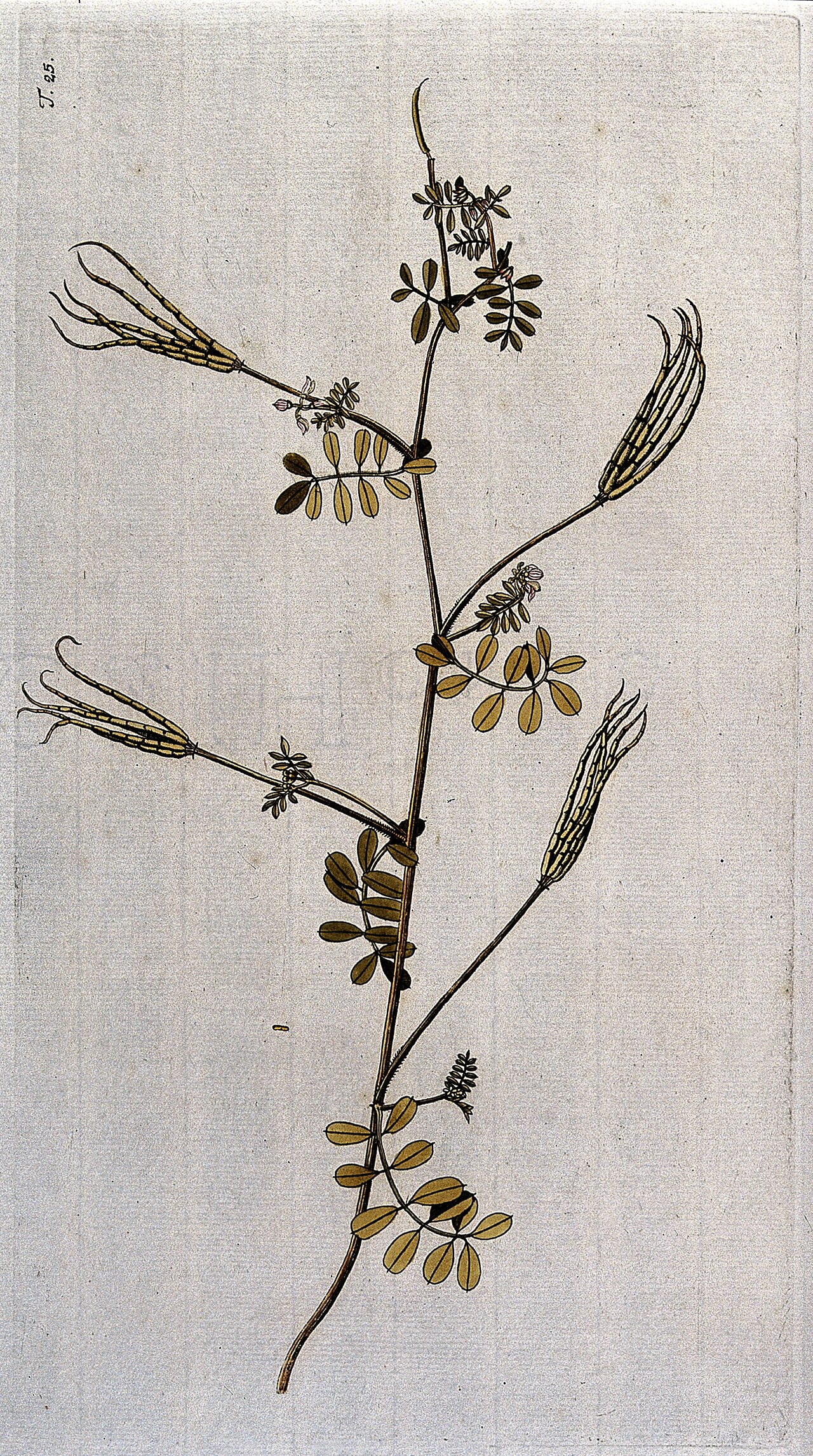 Cretan crownvetch: Coronilla cretica L.: flowering and fruiting stem. Coloured engraving after F. von Scheidl, 1770. Iconographic Collections Keywords: Nikolaus Joseph Jacquin; Fr